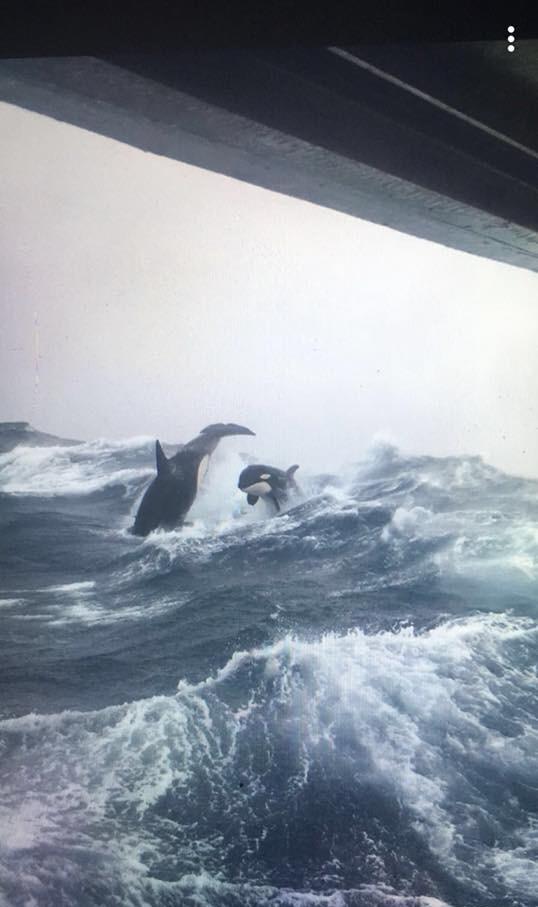 Orcas breaching in rough seas, photo taken from a sword fishing boat off the coast of Nova Scotia