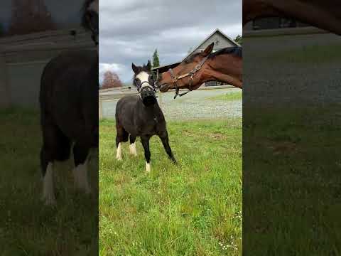 Horse Helps Little Pony in Removing His Grazing Muzzle - 1320765