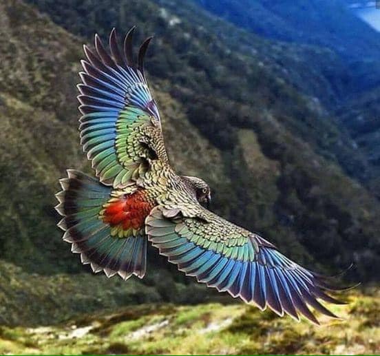The kea is a large parrot found in alpine regions of the South Island of New Zealand.