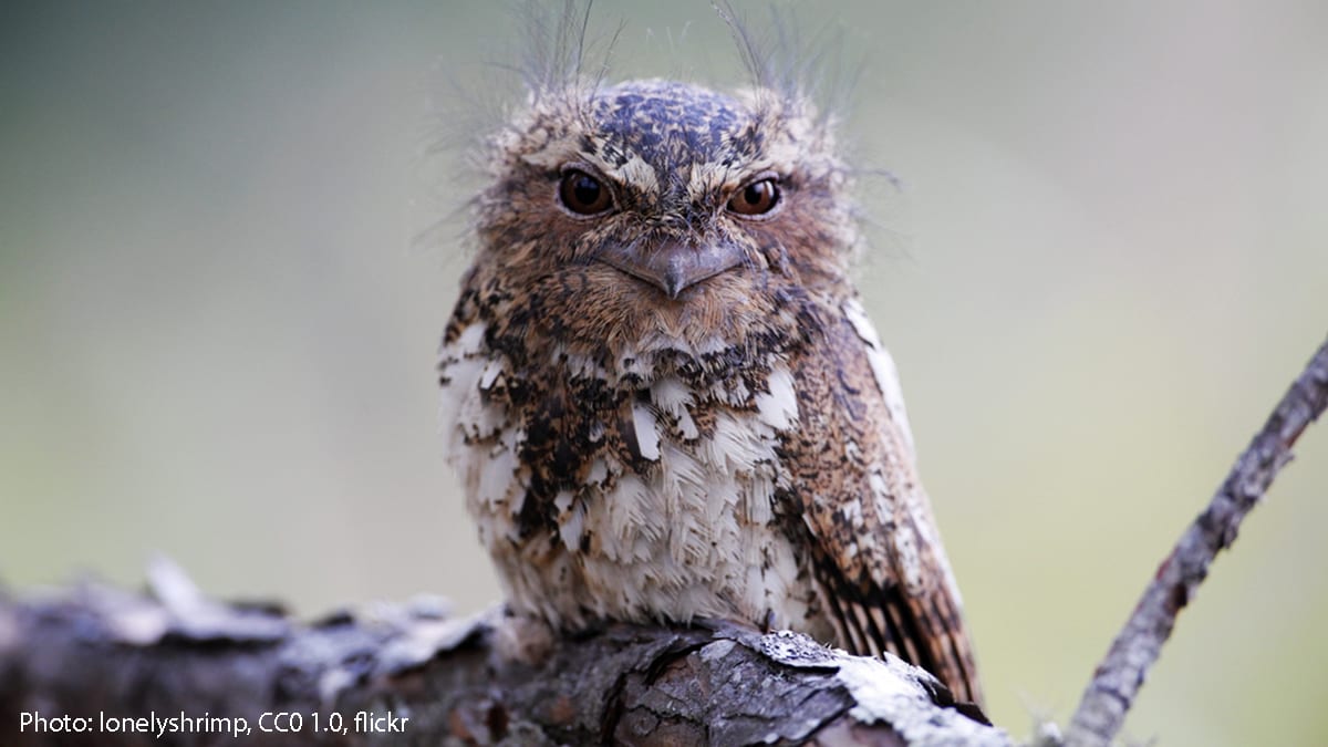 Does Monday have you feeling like the Hodgson's Frogmouth? You might come across this bird in parts of southeast Asia, such as India and Laos. It inhabits forests, where it feeds on moths and beetles.
