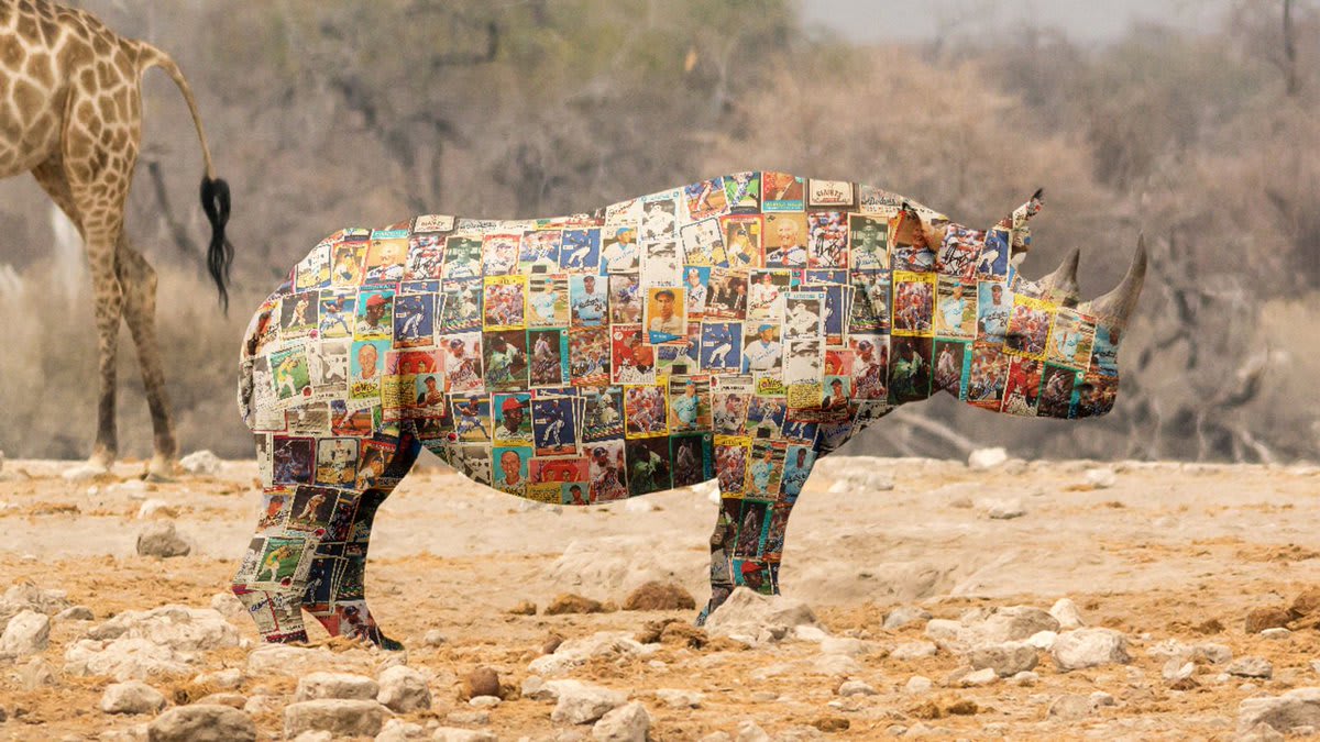 Conservation Nightmare: Rhinos Have Become Even More Attractive To Poachers After Evolving Skin Made Of Rare Mint-Condition Baseball Cards