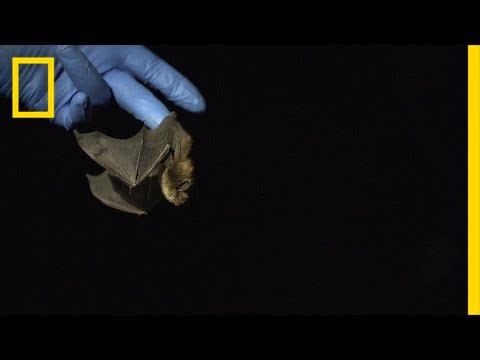 These Bats Mysteriously Survived a Killer Fungus | National Geographic