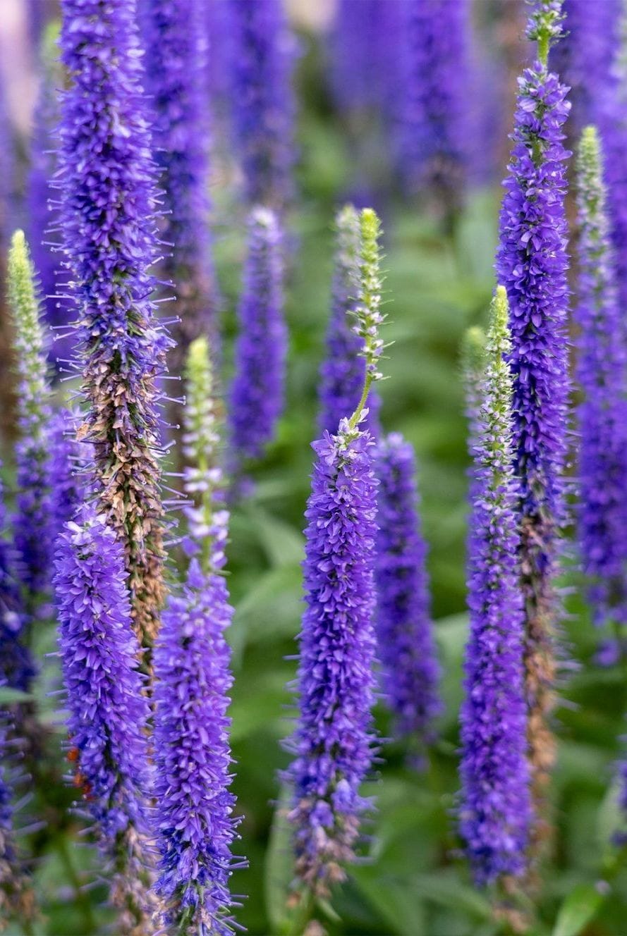the-6-best-flowers-to-line-your-border-garden-for-bright-and-bold-color