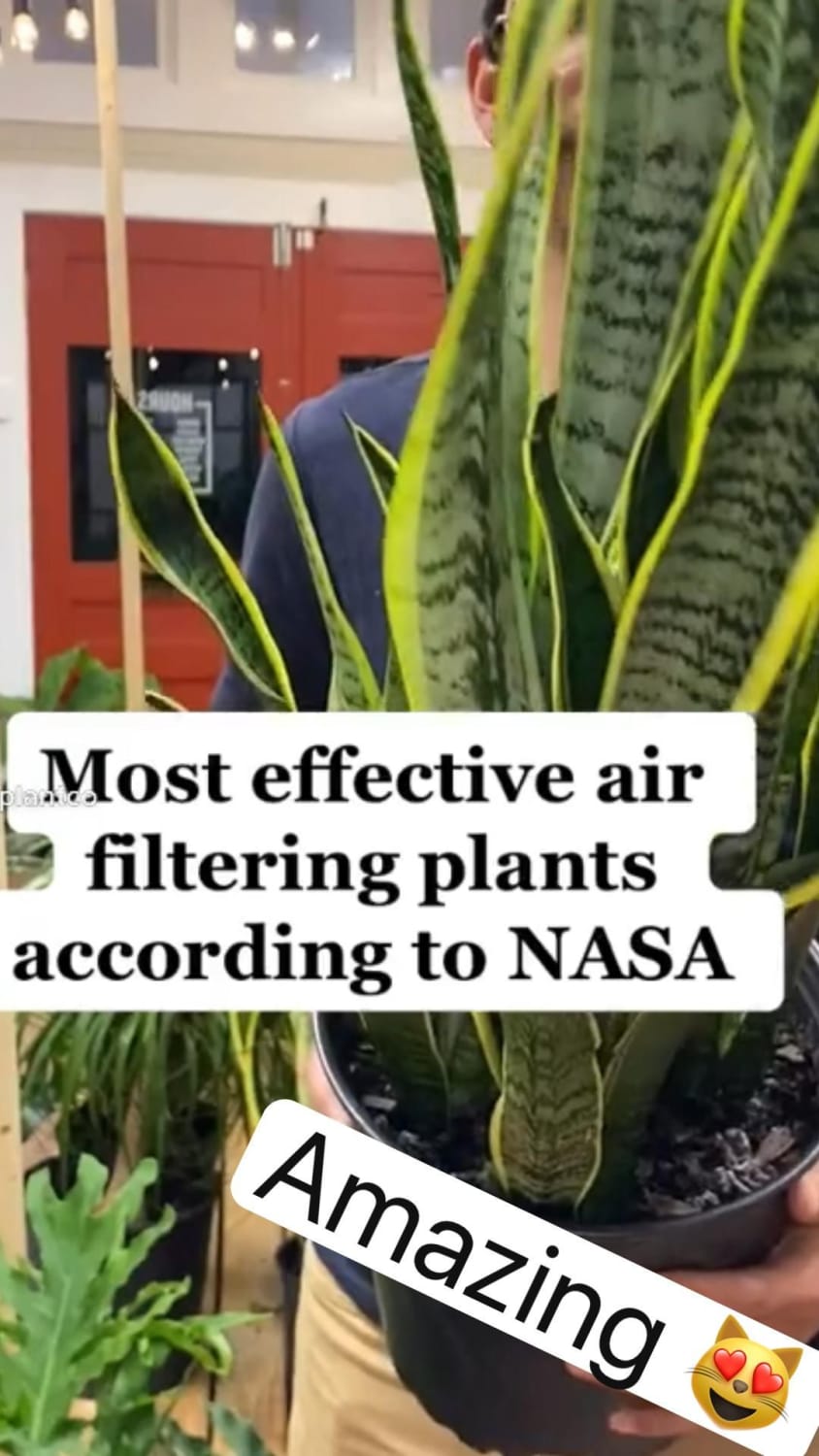 Most effective air filtering plants according to NASA 🤗