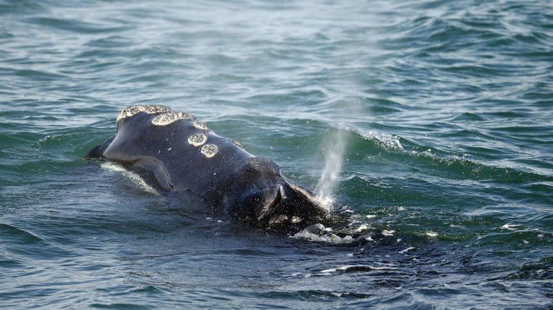 Some happy news for a Happy New Year! The first North Atlantic right whale calf of the season has been spotted—a big deal for the critically endangered species, especially since not a single calf was seen last year: