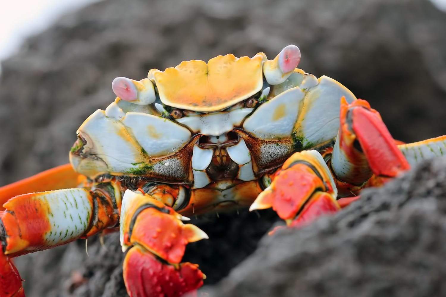 This red rock crab from the Galapagos islands looks like it has a face inside its face. I personally thought it looked like a Decepticon
