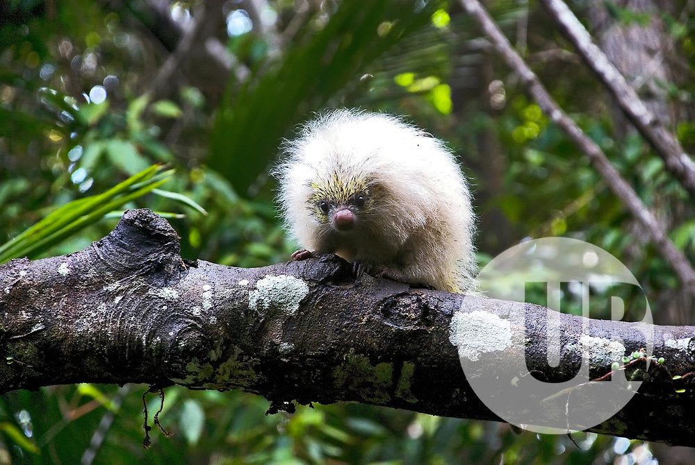 Baby Bahia Porcupine (Coendou insidiosus), Brazil. Two young specimens were at first thought to be a different 'pallidus' species until further investigation. The photo is by Leonardo Merçon of the 'Last Refuge Institute' in Brazil, but this fluffy bundle's current status is 'least concern'.