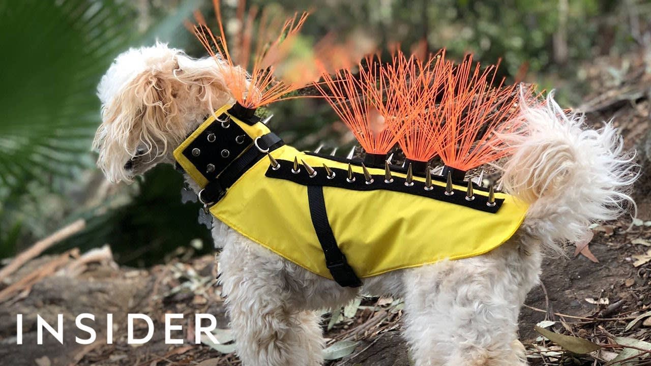 Spiky Vest Protects Dogs Against Predators