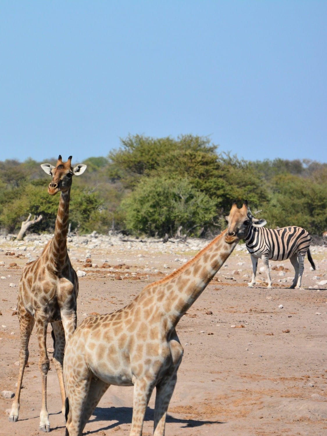 PsBattle: giraffe photobombing a zebra