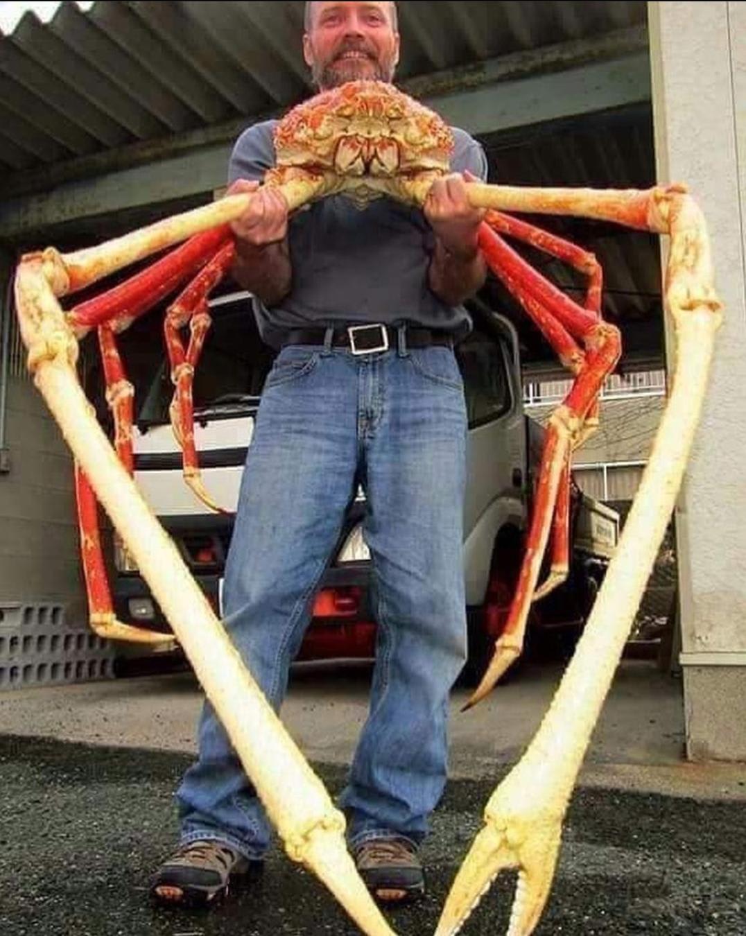 The Japanese spider crab has the largest leg span of any arthropod