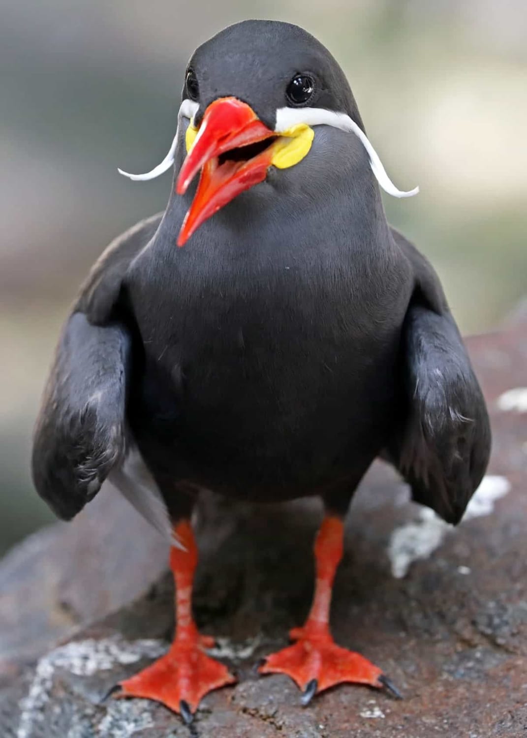 Both male and female Inca terns sport handle bar mustaches of long white feathers. Longer mustaches are indicators of better body condition, more fertility, and healthier offspring.