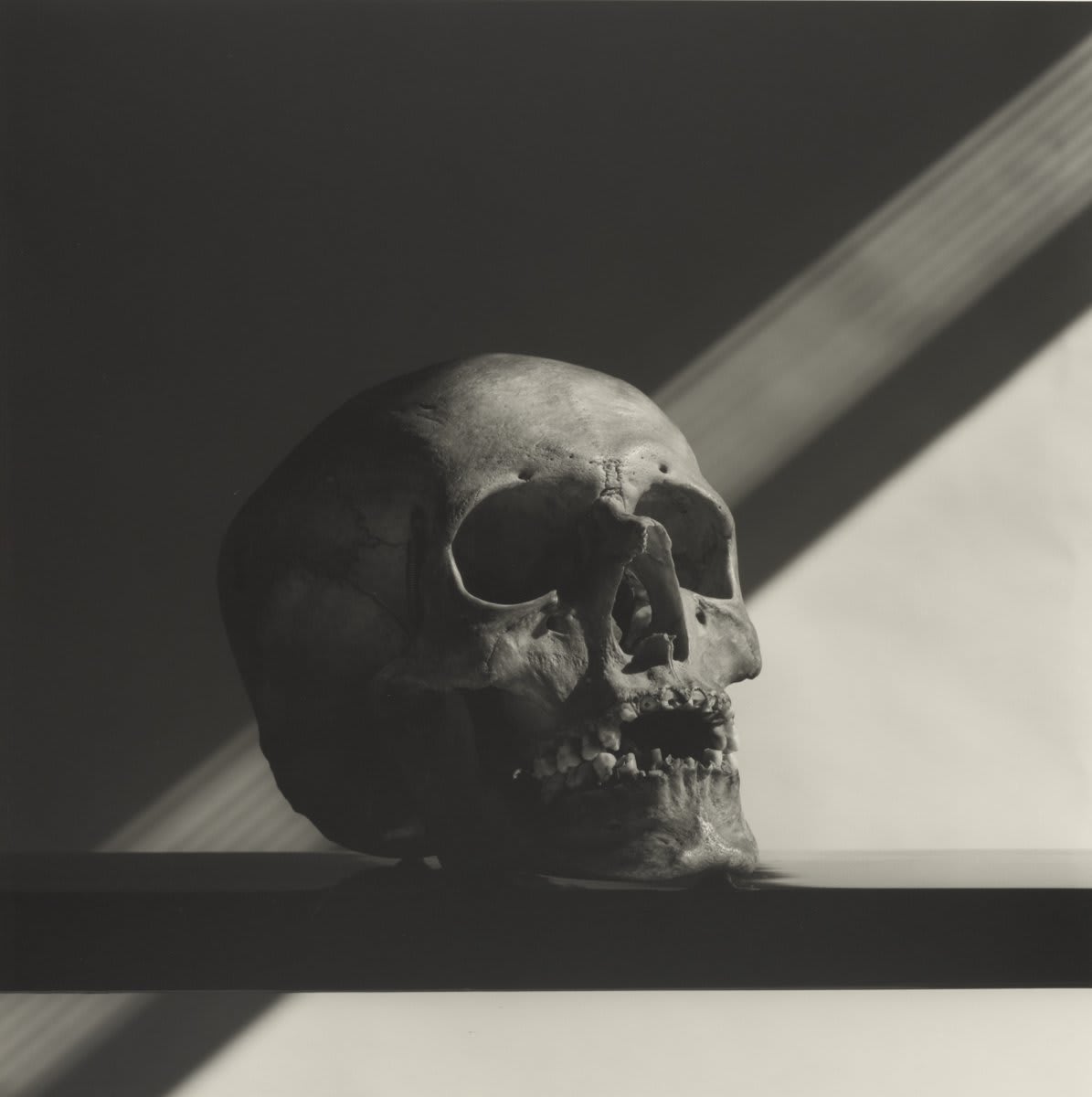 Welcome to spooky season Robert Mapplethorpe, "Skull," gelatin silver print, negative 1988, printed 2005, © Robert Mapplethorpe Foundation.