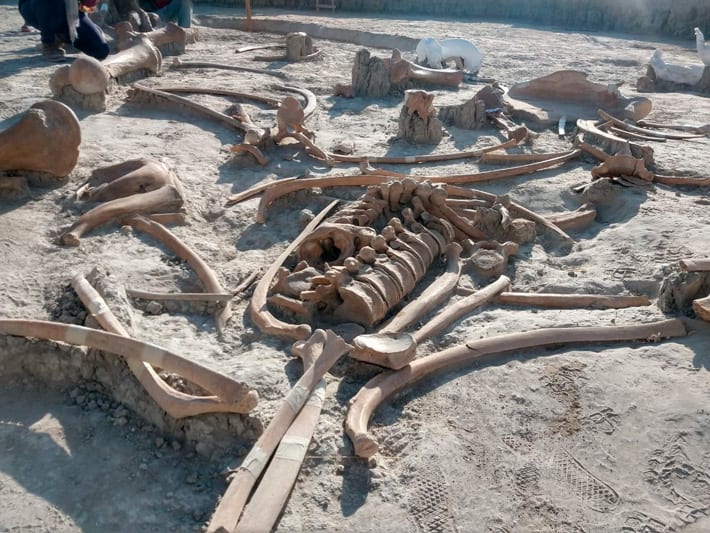 Additional mammoth skeletons have been unearthed at an airport construction site north of Mexico City, bringing the total number to at least 200, in addition to the remains of about 25 camels and five horses.