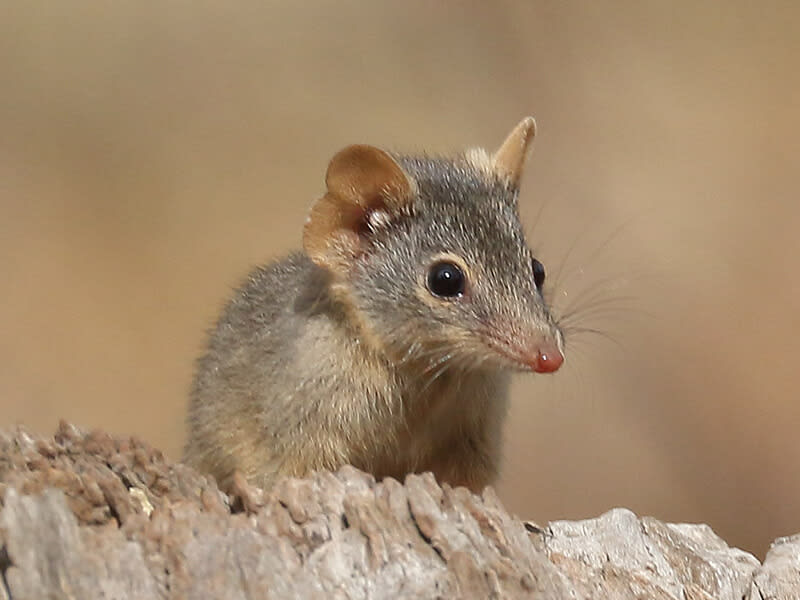 For the antechinus, breeding is a nightmare. Male mortality is at an all time high due to corticosteroids in their blood, causing a suppression of their immune system and gastrointestinal ulcers. Most of the species only breed for one 12 hour period before dying.