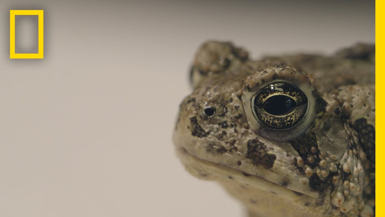 Can We Save These Rare Toads From Extinction? | National Geographic