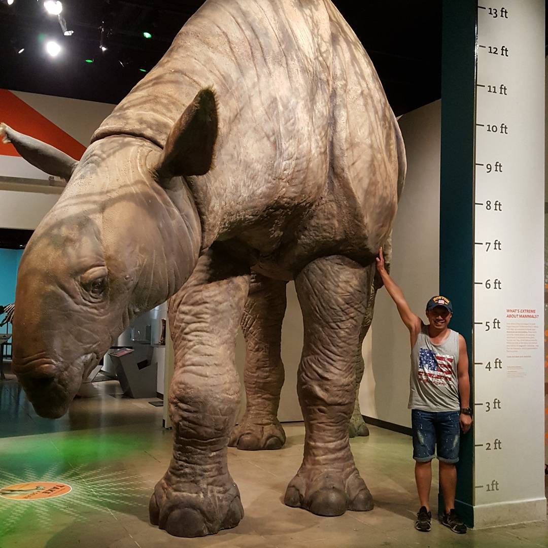giant prehistoric rhino