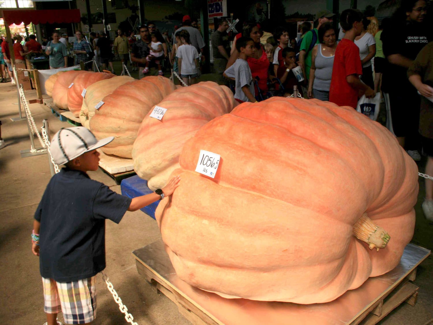Giant Pumpkins at the Ohio State Fair - Organic I'm Sure lol
