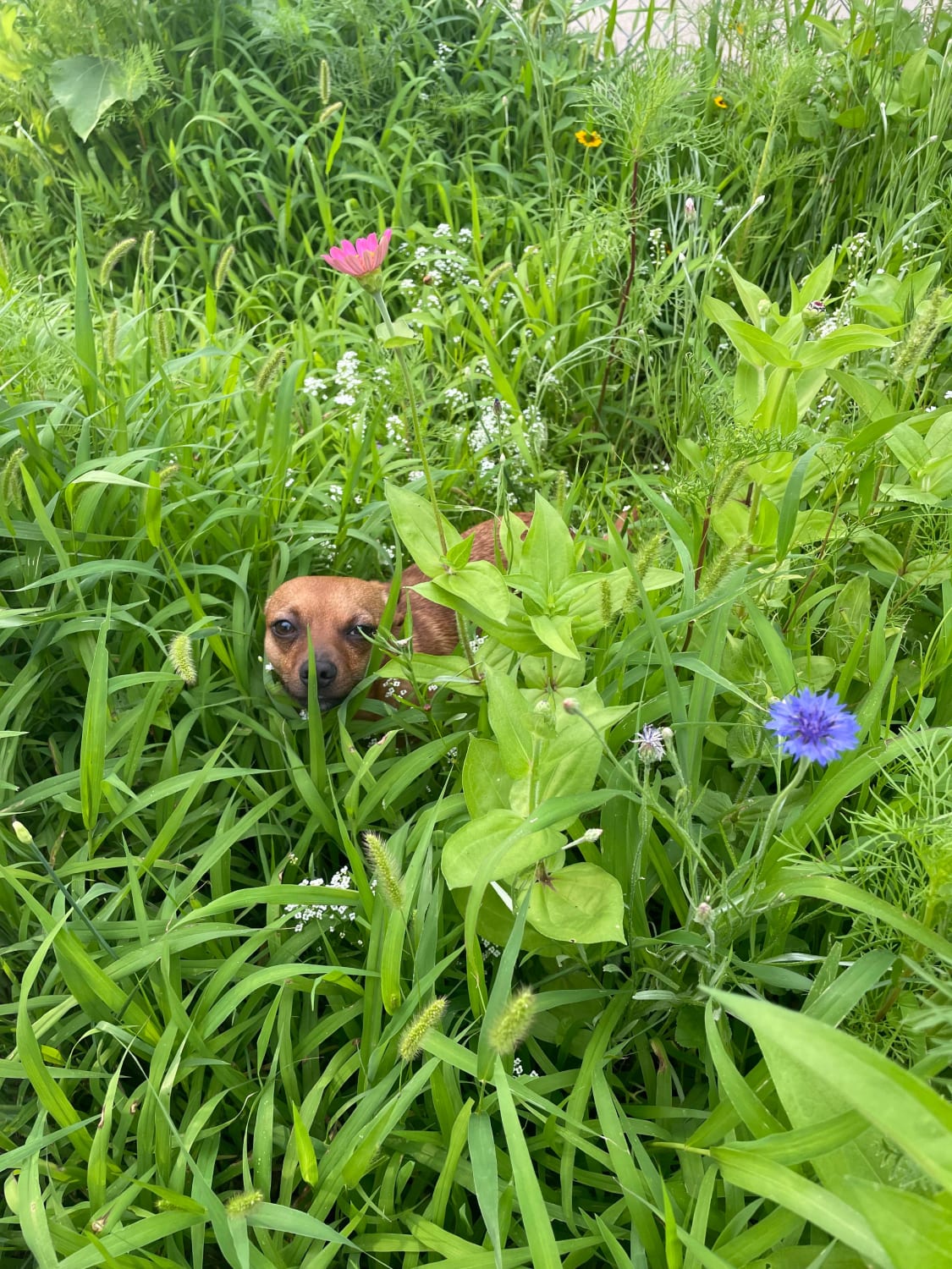 Just a girl and her familiar, refusing to take down their wildflowers (city ordinance)