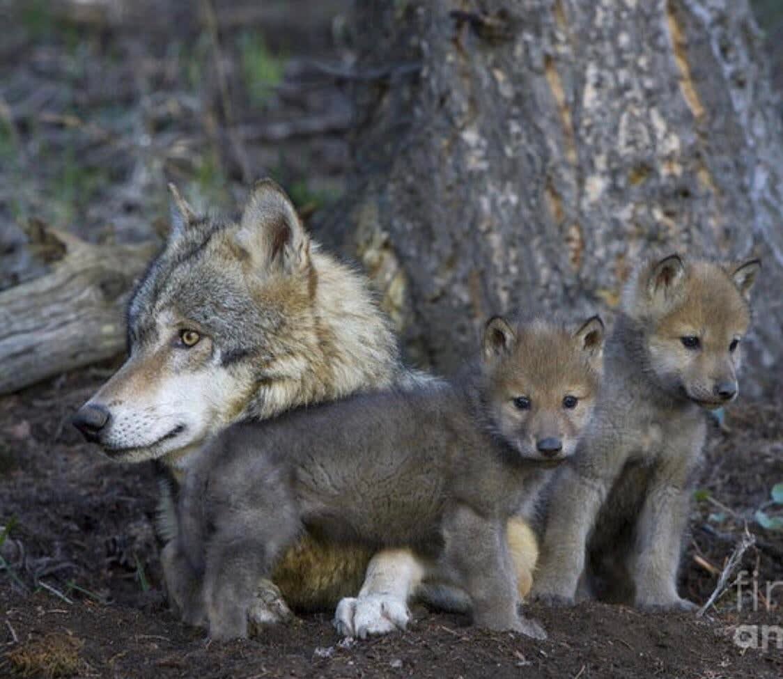 Little Wolf Cubs And Mum