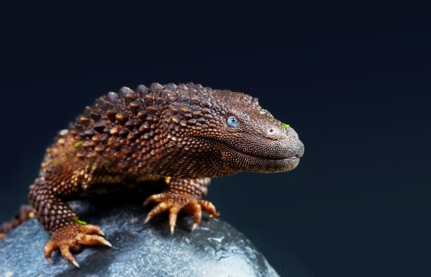 This is dragon-like creature is the Earless Monitor Lizard which is native to island of Borneo in Malaysia & Indonesia. It is semi-aquatic, nocturnal & with pronounced tubercle scales. It lacks external ear opening but still capable of hearing. The ave adult can grow up to 8 inches in length (SVL).