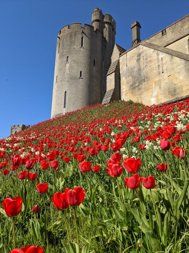My girlfriend took me to the tulip festival at Arundel Castle (West Sussex, UK) today. It was stunning.