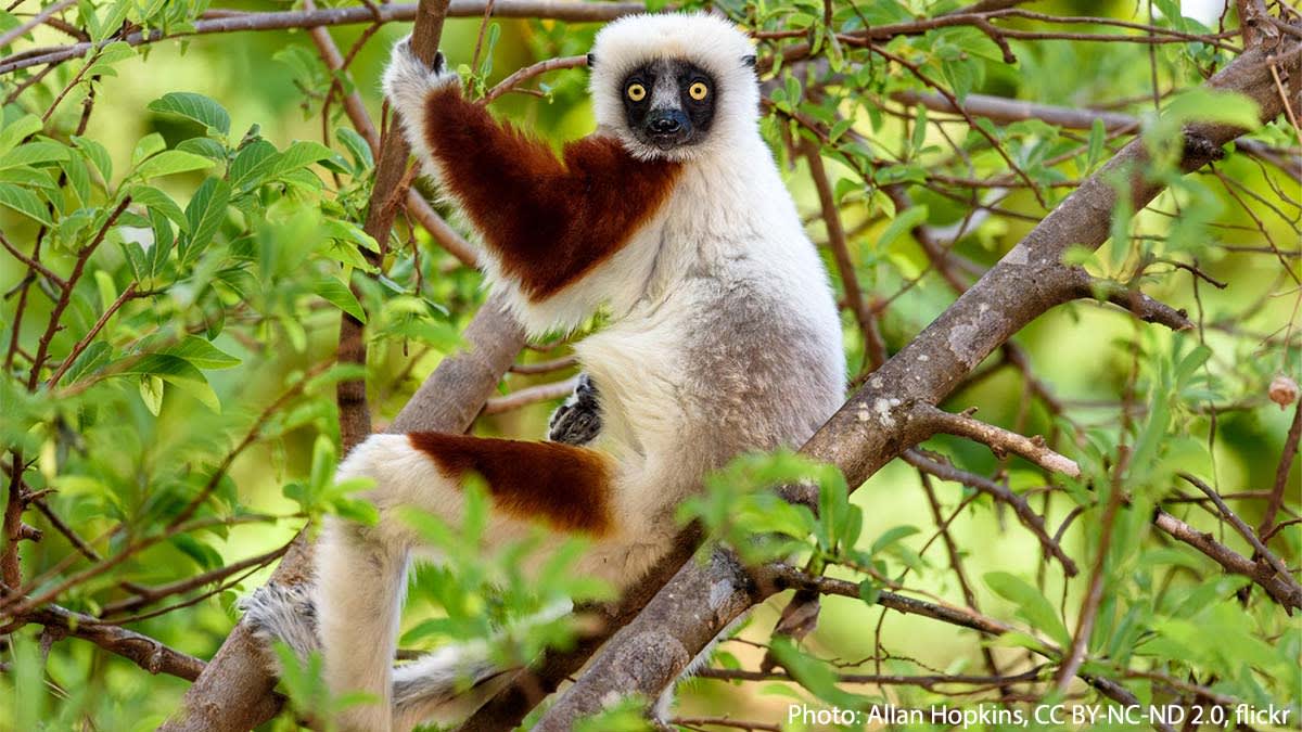 Meet Coquerel's sifaka! Its name comes from the “shif-auk” sound it makes when making its way through the treetop. This primate inhabits deciduous forests in Madagascar. Leaves make up the majority of its diet; its teeth are specialized for grinding plant matter.