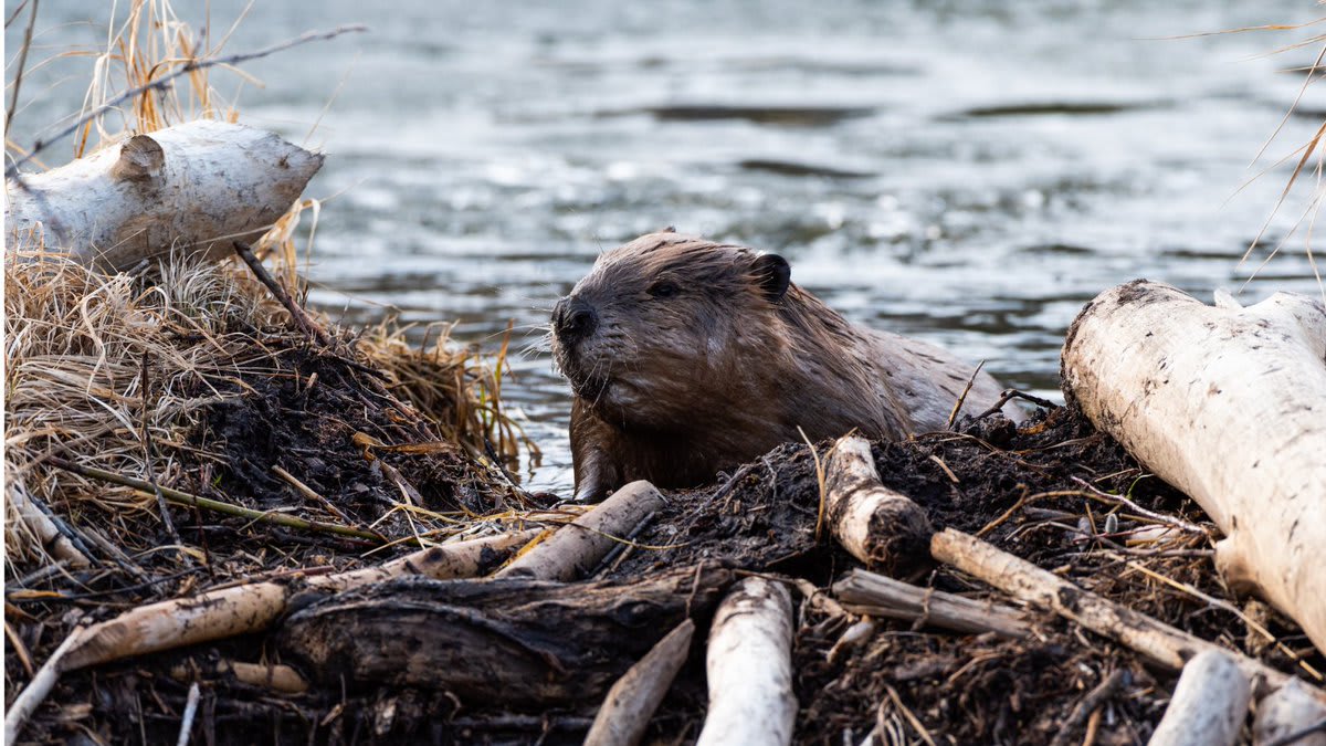 Let’s celebrate beavers, our busiest eco-partners, who help in protecting and restoring western streams and watersheds. By building temporary dams on small streams, beavers slow down rainwater runoff and snowmelt.
