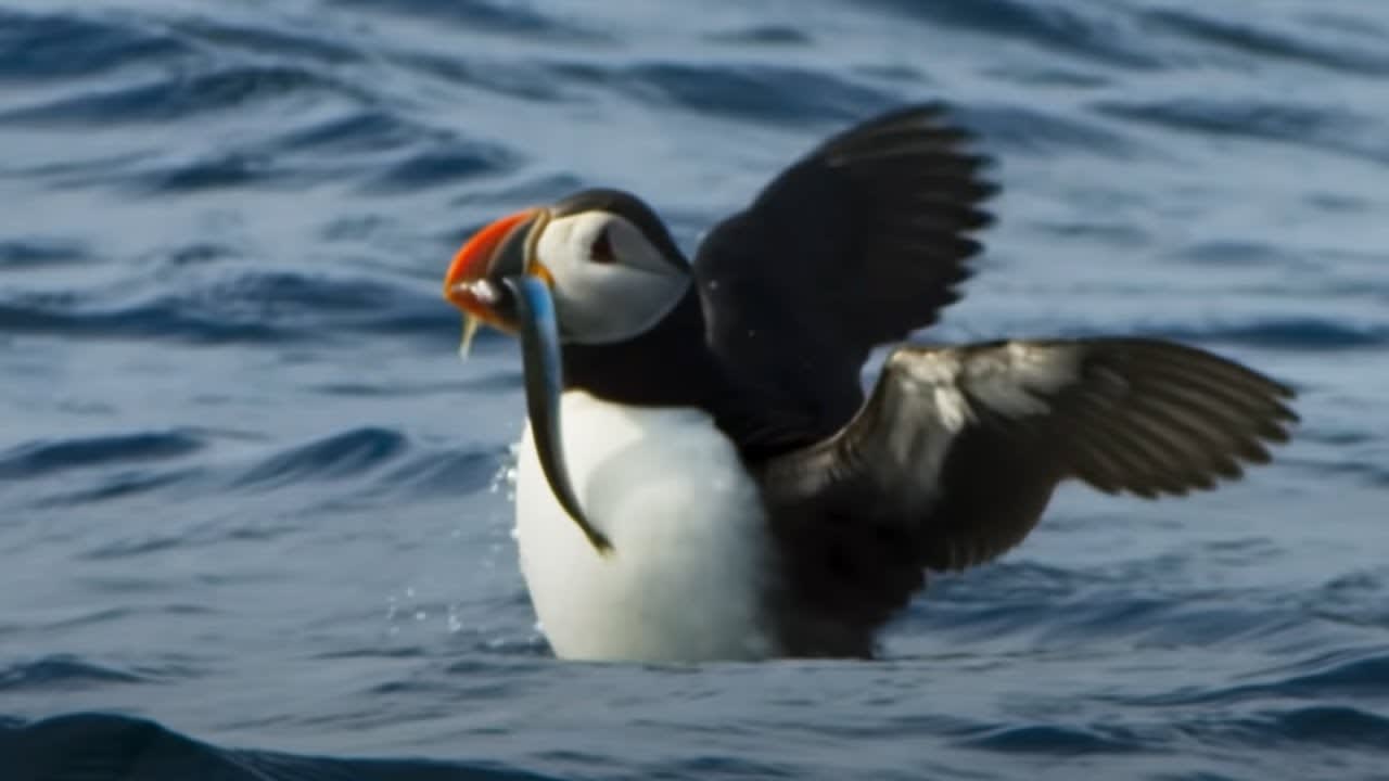 Puffin Hunts Fish To Feed Puffling | Blue Planet II | BBC Earth