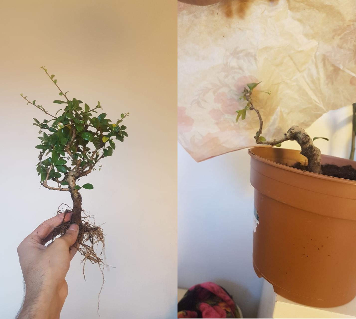 Fukien tea mutilation and my plans for its future. Need aesthetic advice