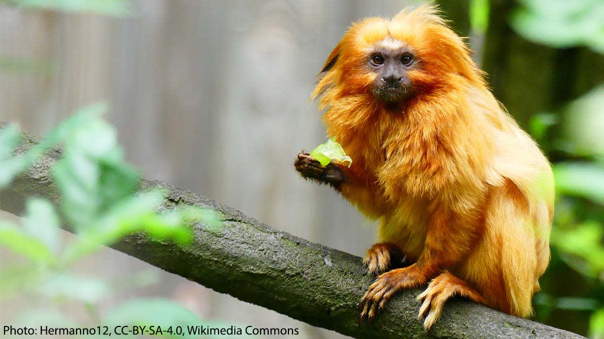 Does this Friday have you feeling as golden as the golden lion tamarin? This critter’s name refers to its lustrous coat color & signature lion-like mane. It inhabits the Atlantic Forest that runs through Brazil, where it enjoys hanging out with its family in the tree canopy.