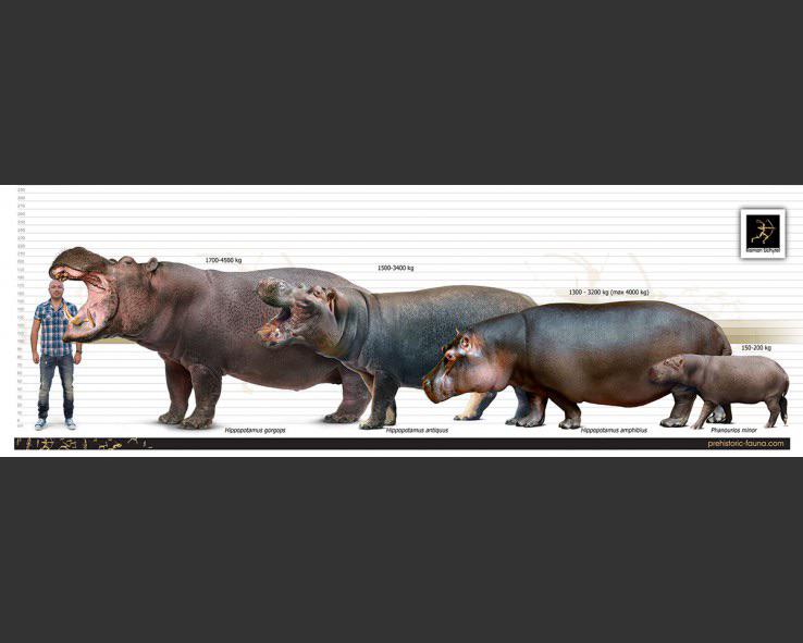 A man with selected hippopotami throughout time: H. gorgops, as heavy as a cow elephant, H. antiquus, the modern common hippo and wild boar-sized Phanourios minor.
