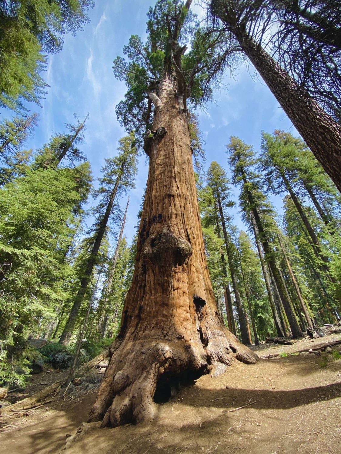 Largest trees on earth, Sequoia National Park