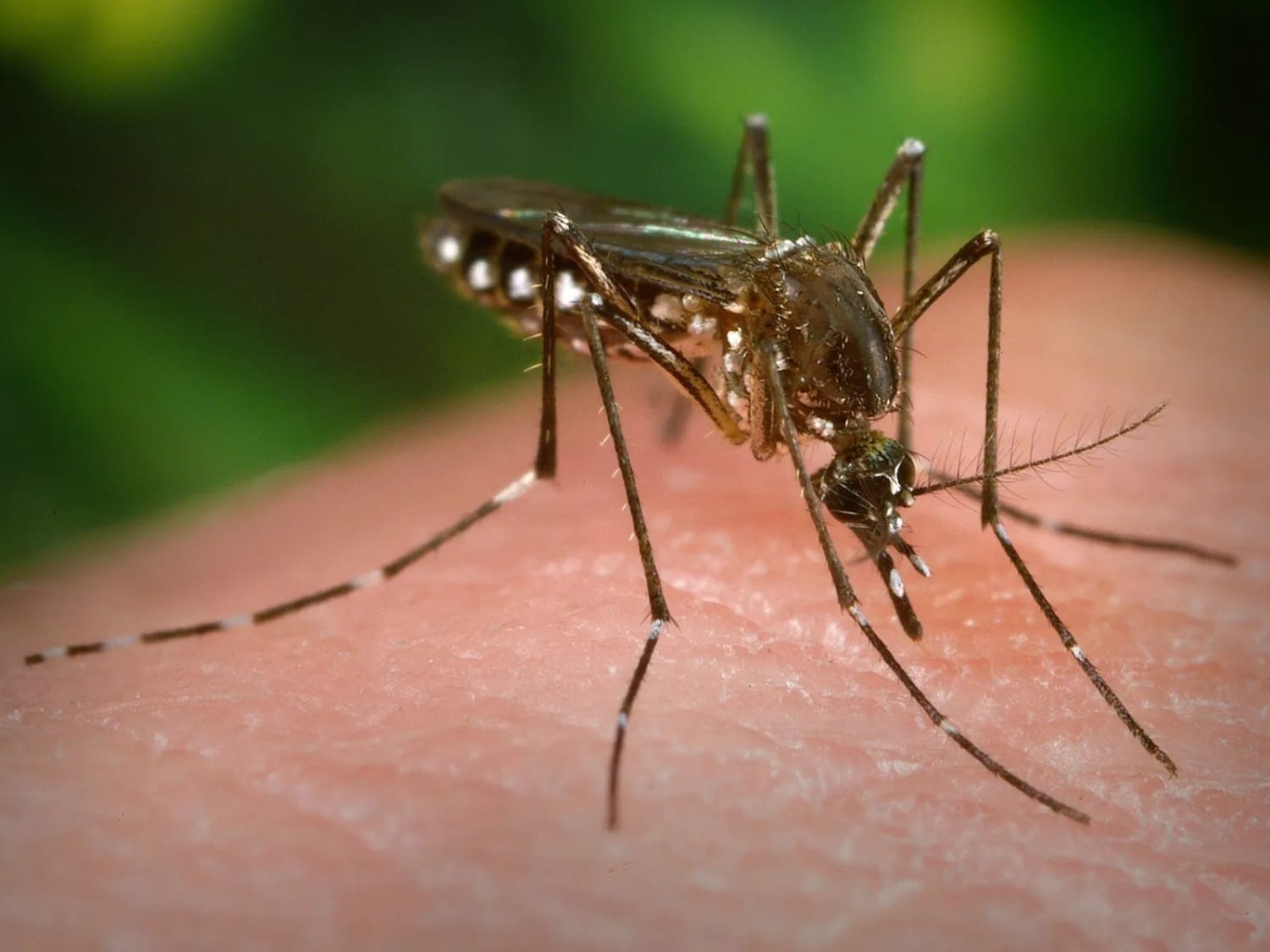 Dengue Fever and Zika Virus Make Humans More Attractive to Mosquitoes