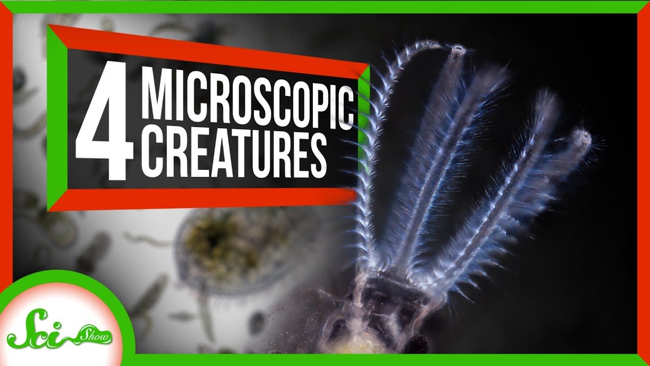 4 Creatures You Can See With Your Own Microscope!