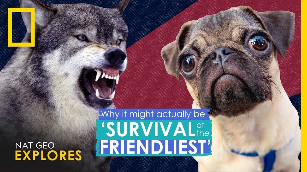 Why It Actually Might Be 'Survival of the Friendliest' | Nat Geo Explores
