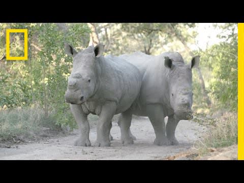 Meet Six Rescued Rhinos That Survived Poaching | Short Film Showcase