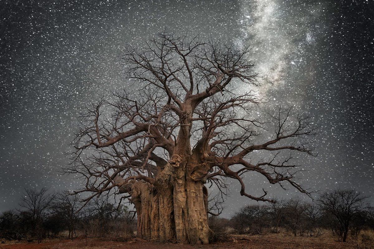 Interview: A Photographer’s Quest to Document the Oldest Trees Around the World