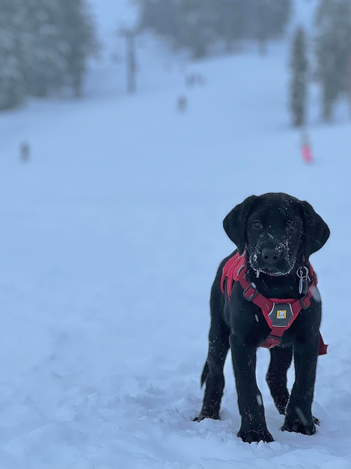 Moxie, the new avalanche puppy at Palisades Tahoe! @palisadesavalancedogs (IG)