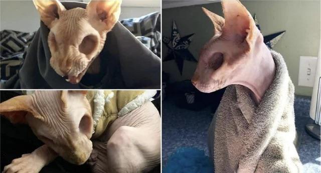 This is Jasper. He’s an eyeless sphinx cat.