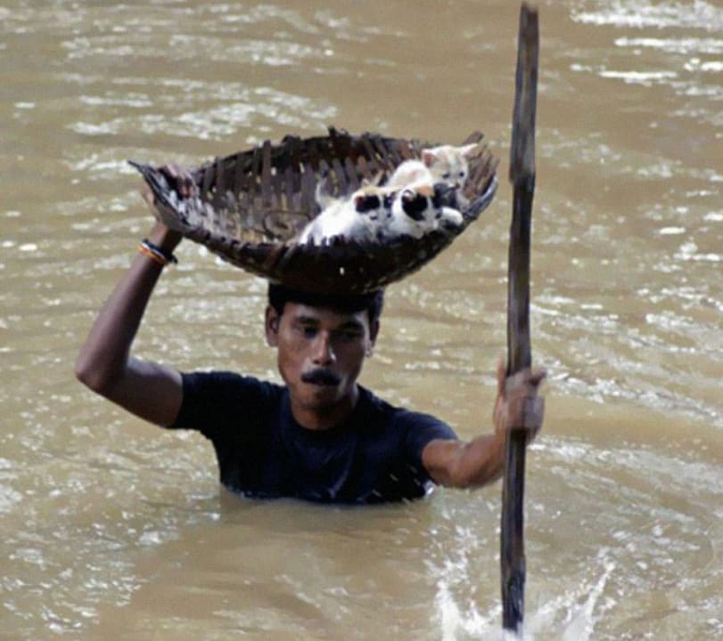 During floods in India, a heroic villager saved numerous stray cats by carrying them with a basket balanced on his head