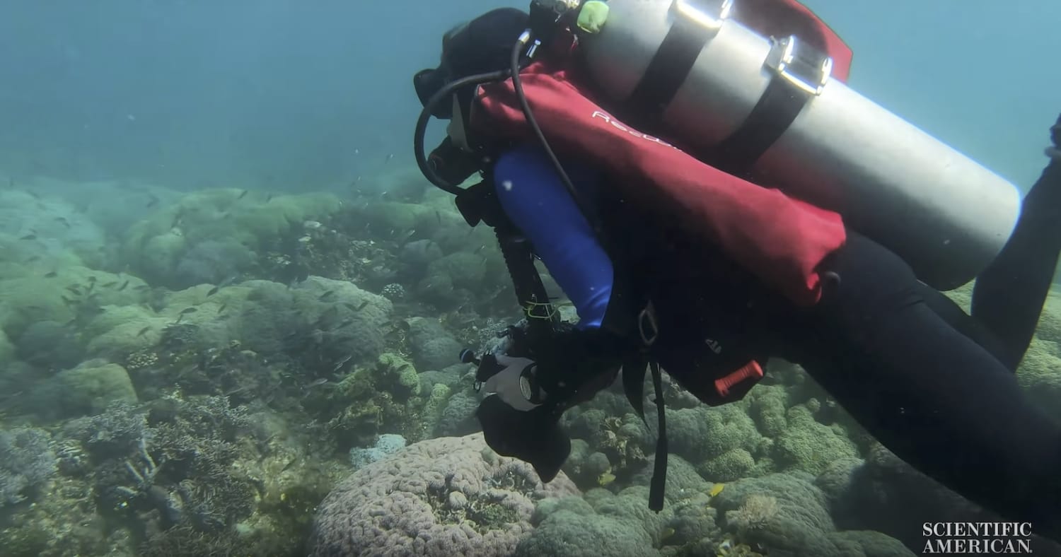 This Algorithm Can Remove the Water from Underwater Photos, and the Results are Incredible