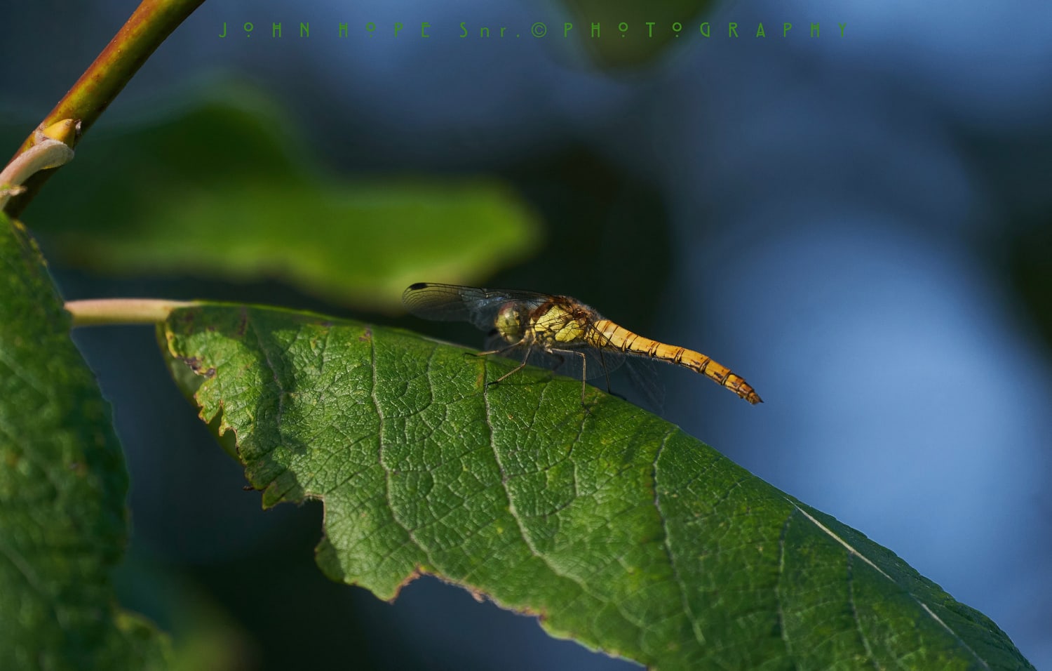Yellow Tailed Dragonfly