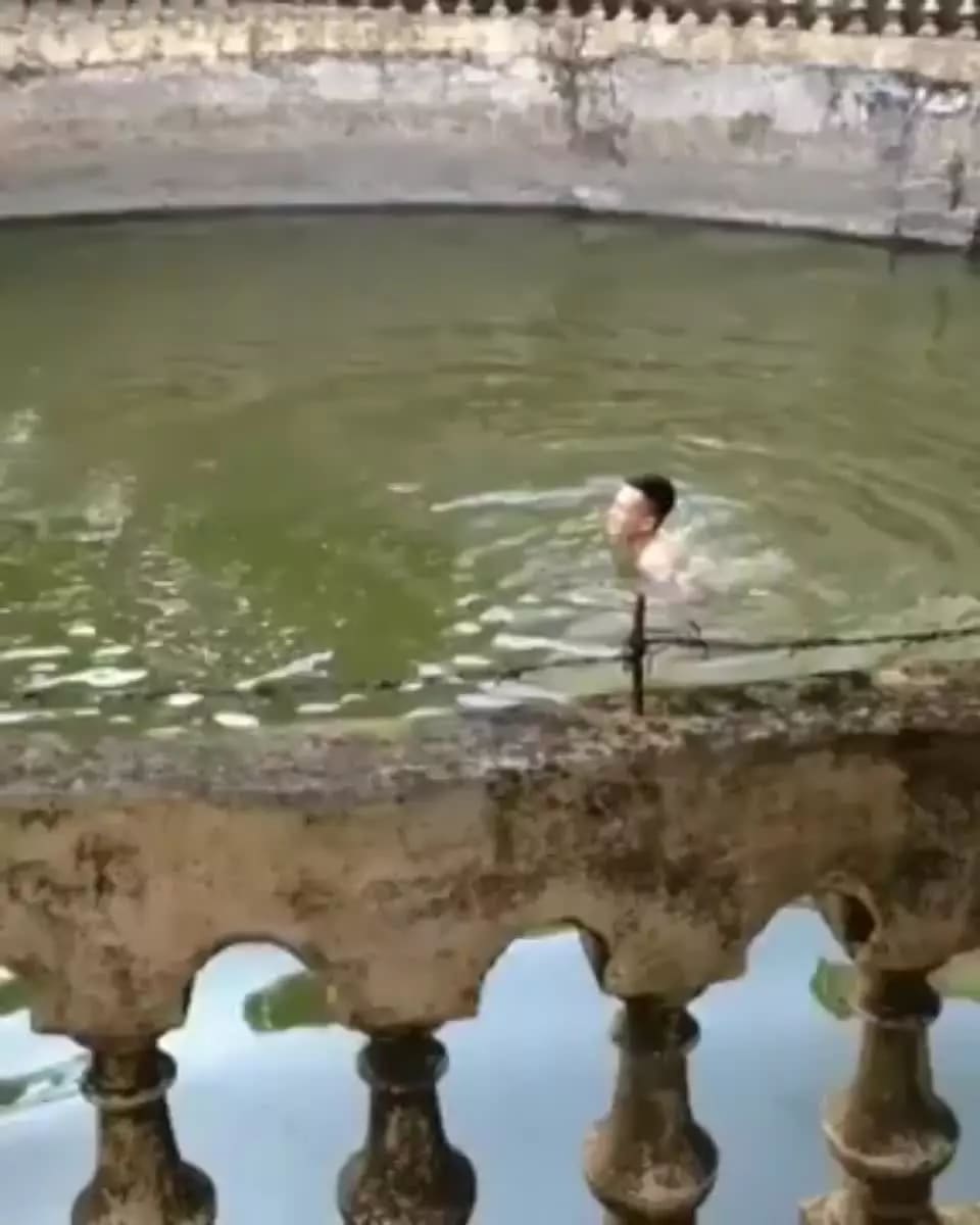 Human Pretends To Drown To See If His Pupper Would Save Him