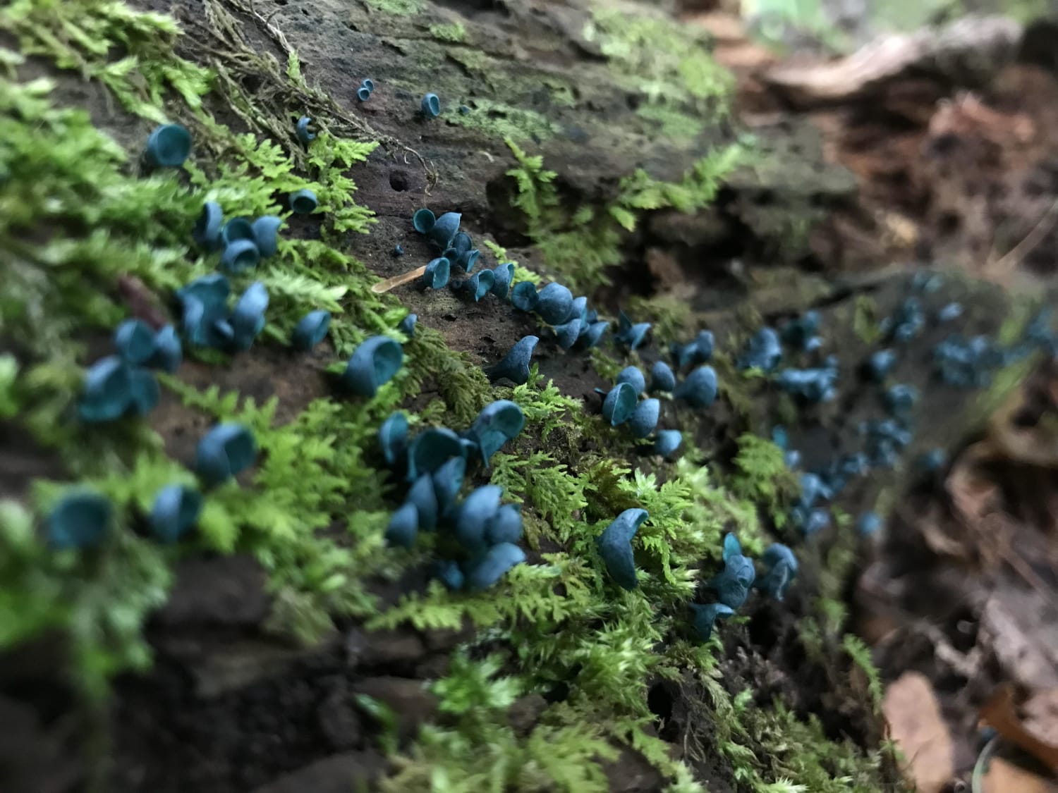 Blue stain Fungi