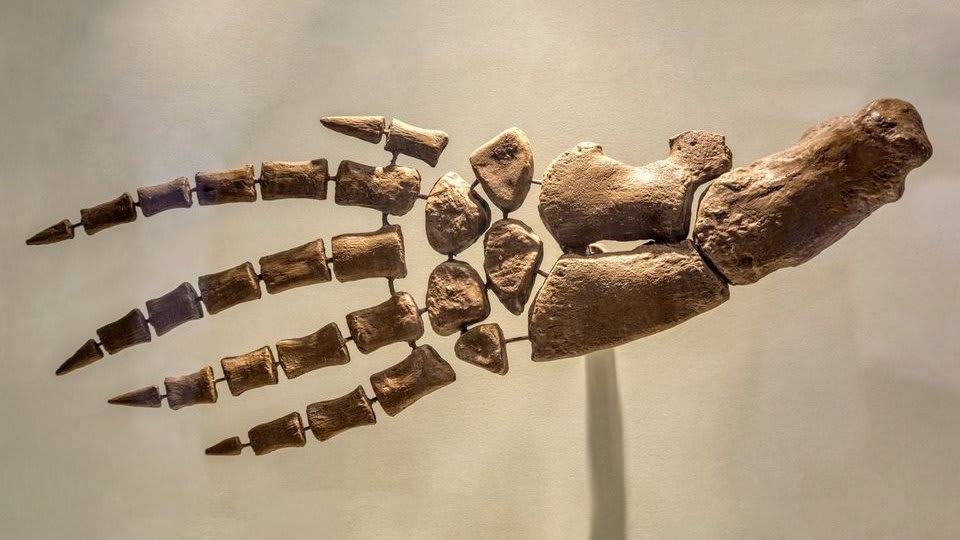 🐋👋 Salutations from this cetacean “hand.” As cetaceans—the mammal group that includes whales, dolphins, porpoises—began moving from land to water ~55 mil yrs ago, they evolved special adaptations, like blowholes for nostrils. Forelimbs became flippers!