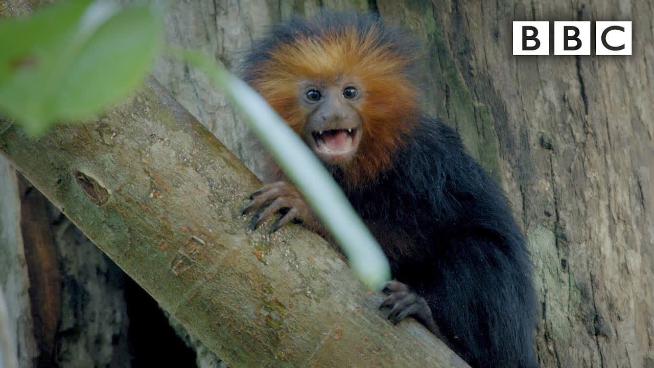 Tiny baby Tamarin joins the family hunt | Primates - BBC