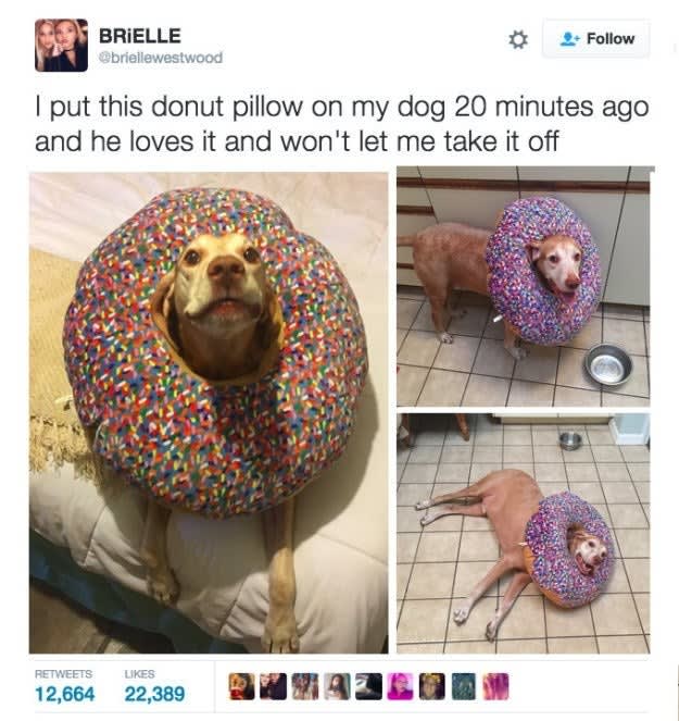 Donut ask him to take it off
