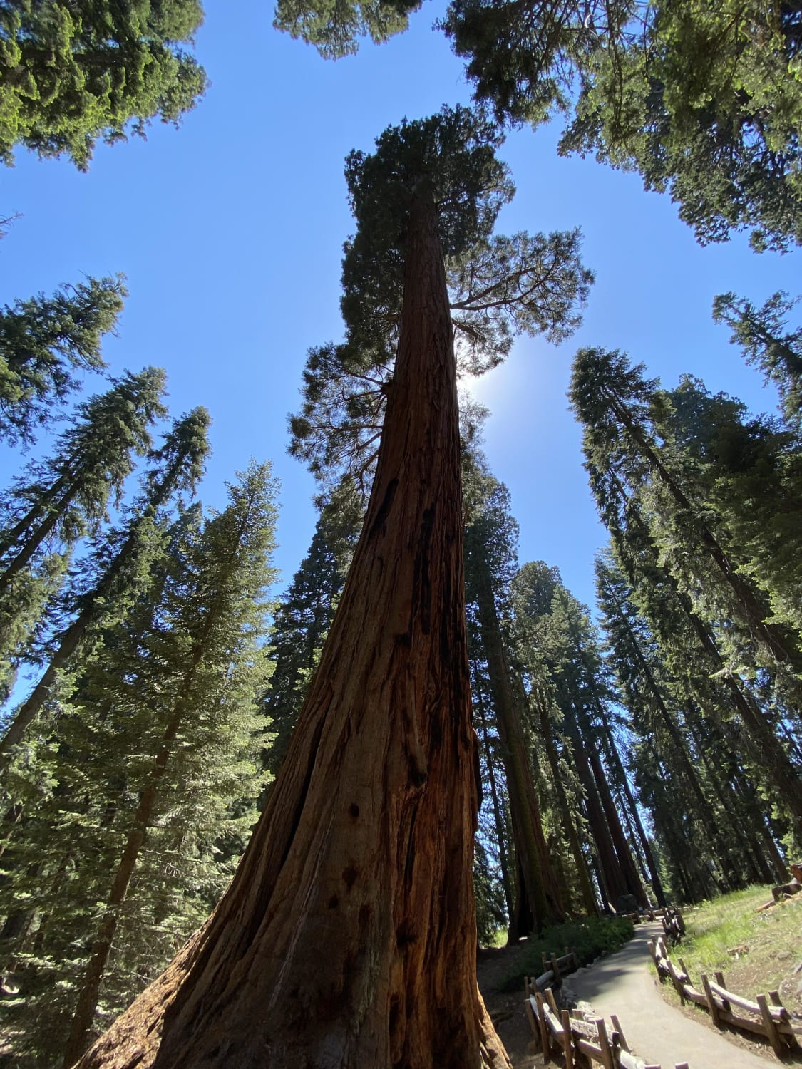 Went hiking among giants in Sequoia National Park, CA.