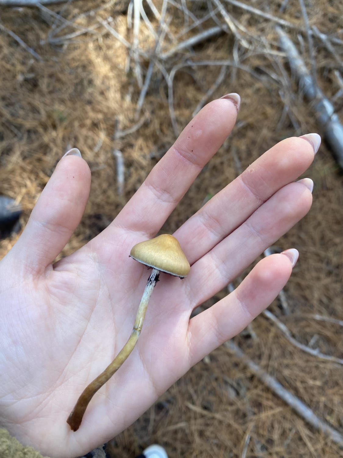 Found in Australia, think it might be Psilocybe subaerigunosa?