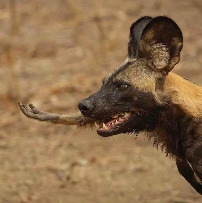 African Wild Dog chews on a primate paw..